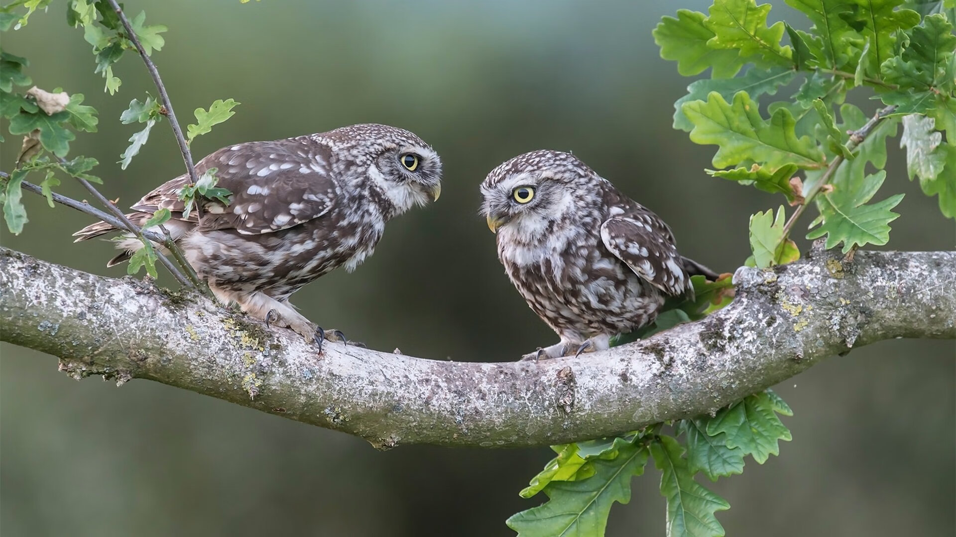 _湖人积极追赶季后赛，势头渐入佳境_，湖人进入季后赛