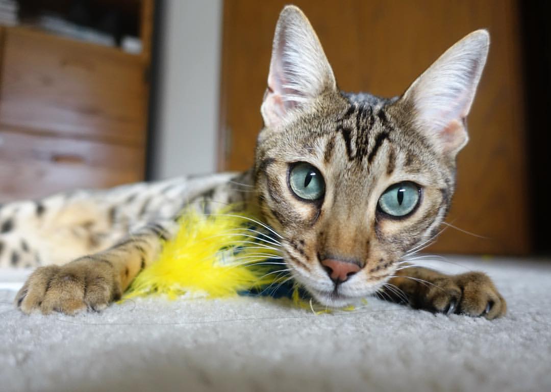 _马刺队稳扎稳打，等待更多惊喜_，马刺队kj