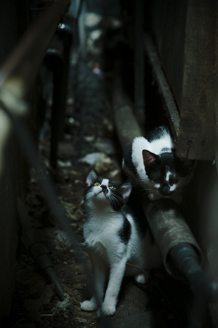 kaiyun登录入口-【智能裁判引领潮流】科技让棒球走向“零争议”未来？，棒球机器人